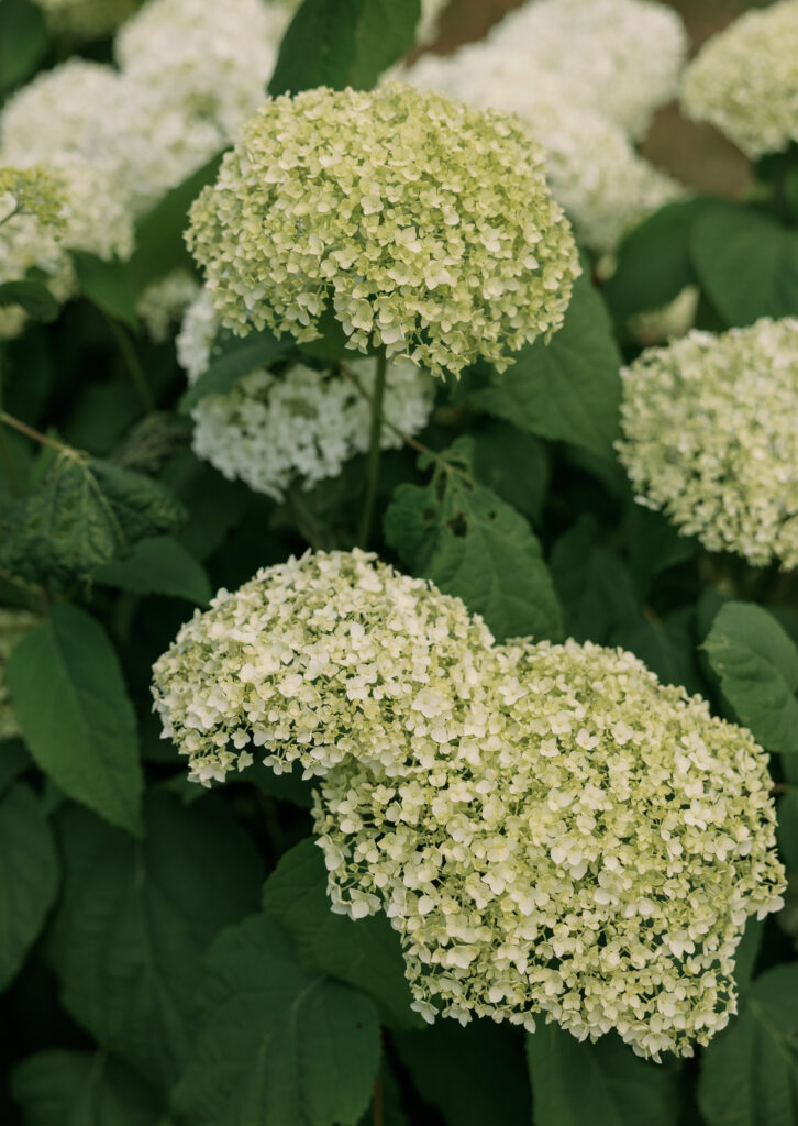 Summer hydrangeas blooming in the gardens